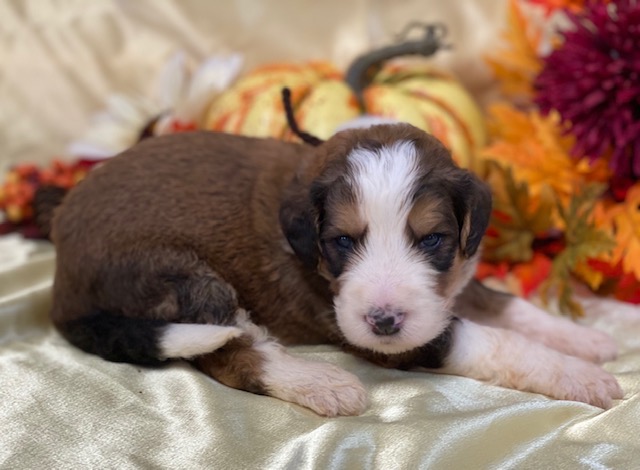 Winston2wks