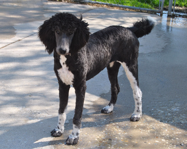 SHEEPADOODLES BORN 5/22/2020 BERNIE & EVEREST - ALL SOLD ...